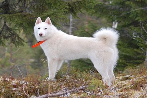  ライカ！そのふわふわの毛並みと鋭い狩猟本能を秘めた犬科の野生児