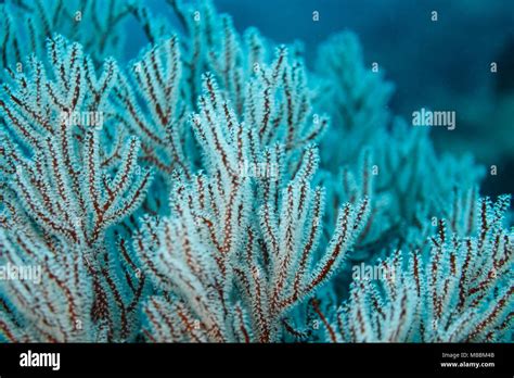  Millepora は、サンゴと間違えられやすい鮮やかなポリプが集まったコロニーを持つ、水中の魅惑的な生き物！