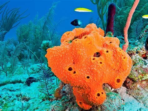  ピント（Pincushion Sponge）: 海底の宝石箱に眠る、鮮やかな色彩とユニークな形状を誇る生き物！