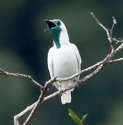  ワシの驚異的な飛行能力と鳴き声は、鳥類界でも稀に見るユニークさを放つ！