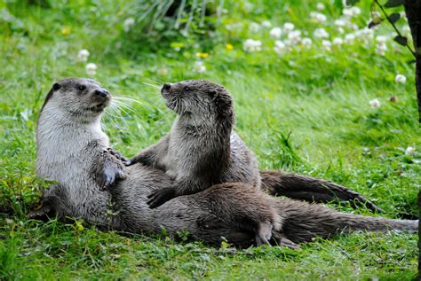  コツメカワウソ、水辺の遊び人！