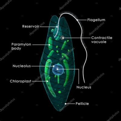  エウグレナは、単細胞生物の王様？その驚異的な生命力と生態を解明！