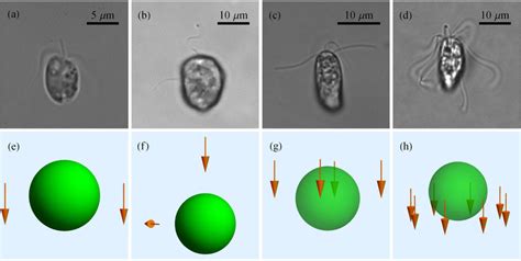  フラゲラテについて知りたい！鞭毛で水の中を自在に泳ぎ回る単細胞生物とは？