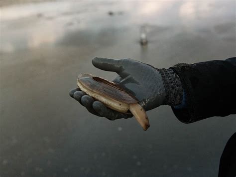  Razor Clam: それは、海の砂の下に潜む隠れた宝石で、繊細な毛で海流を操り、小さな獲物を捕らえるのです！